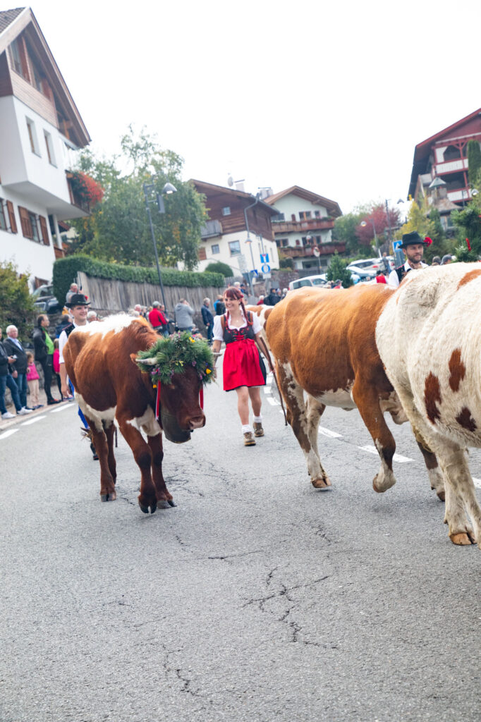 Cow festival parade.