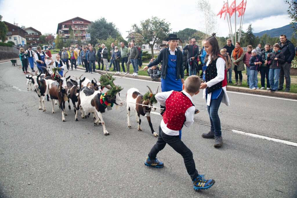 Trying to wrangle the goats at the cow parade in Kastelruth.