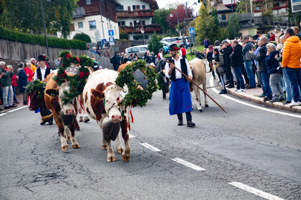 Elaborate headdresses adorn the cows at the Transhumanza.