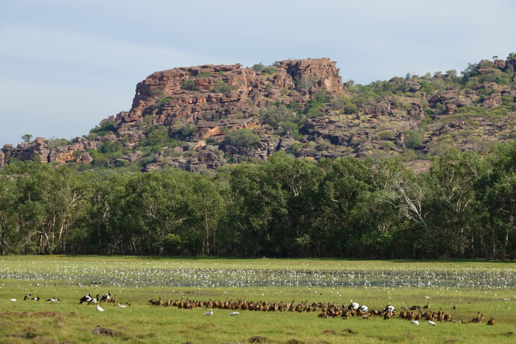 Anbangbang billabong in Kakadu NP. It’s filled with white water lilies and there are ducks and geese on the shore.
