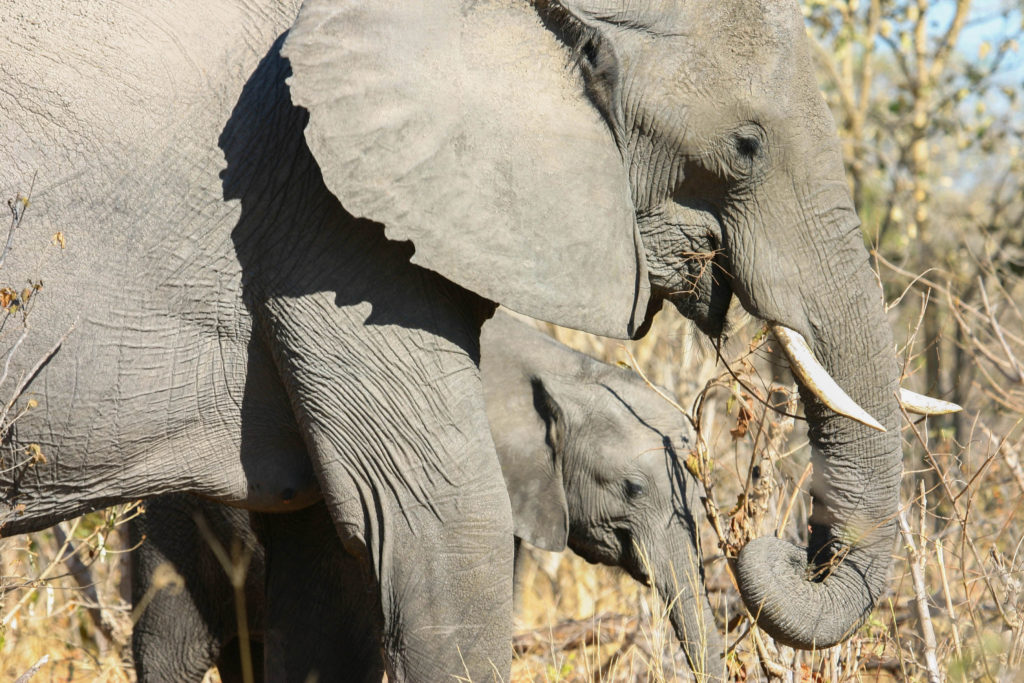 Botswana elephants, an African safari must see.