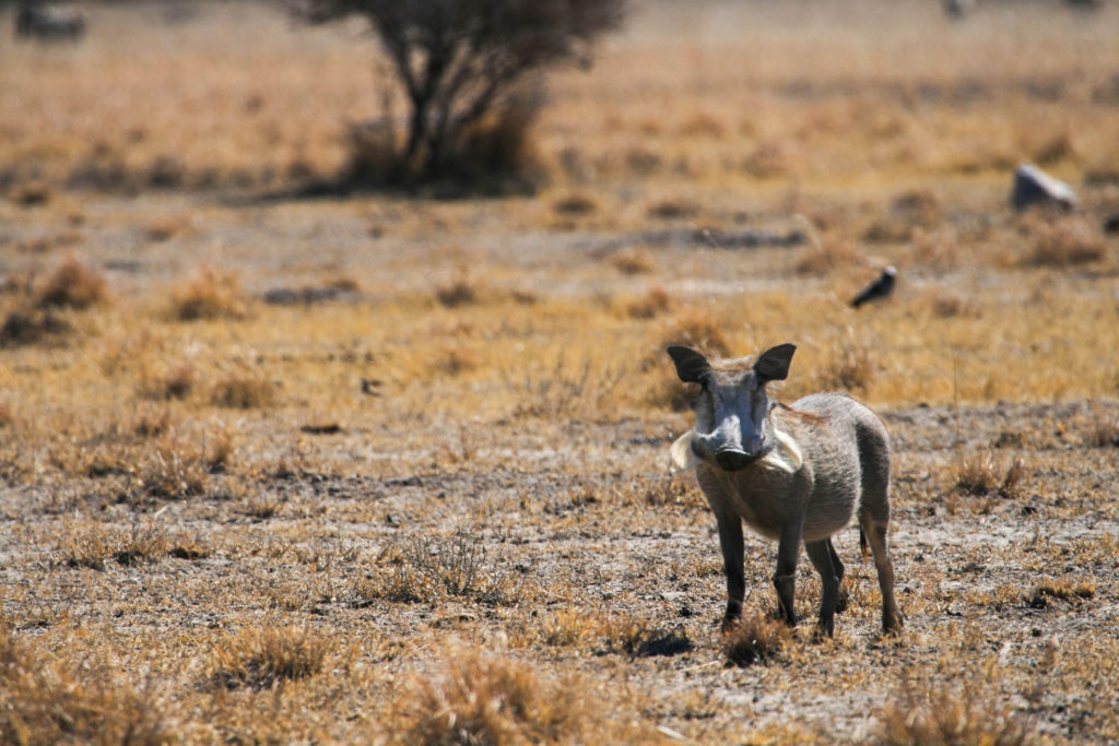 An African warthog seen in Chobe National Park.