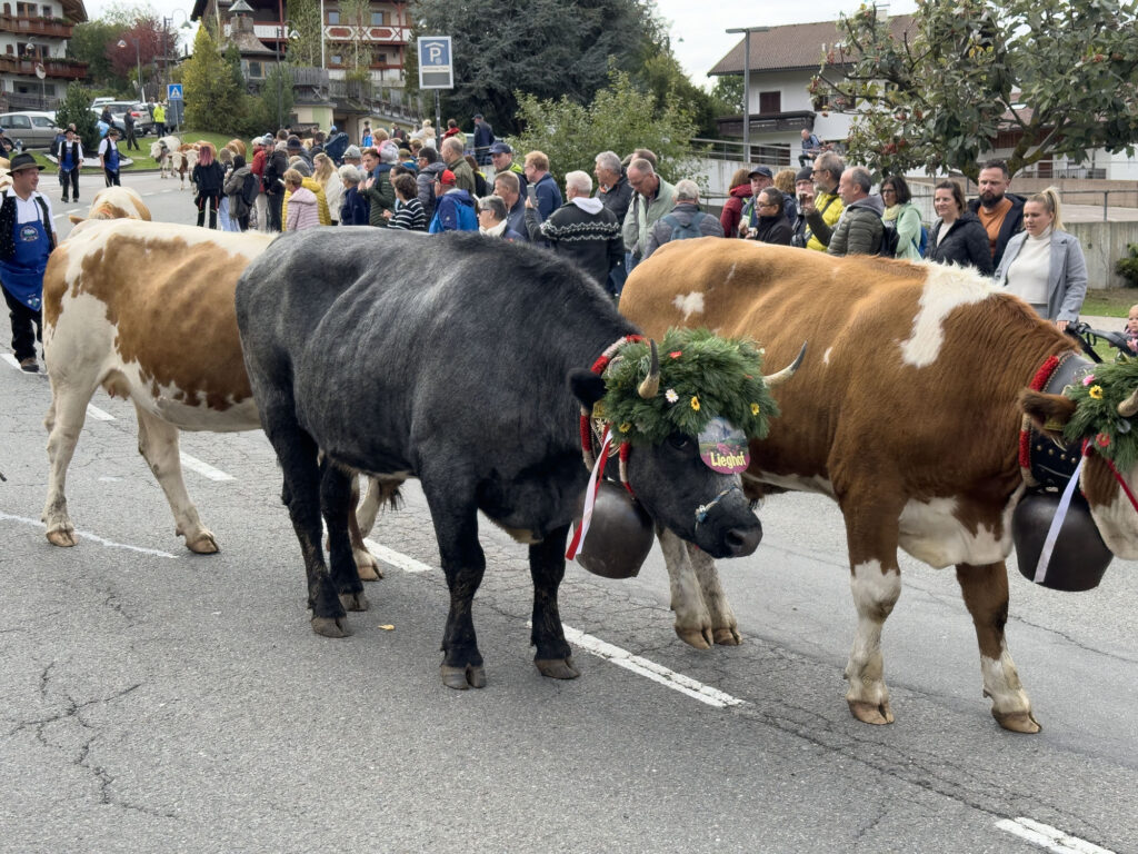 Beautifully decorated cows are the stars of this festival we found on our Dolomite road trip.