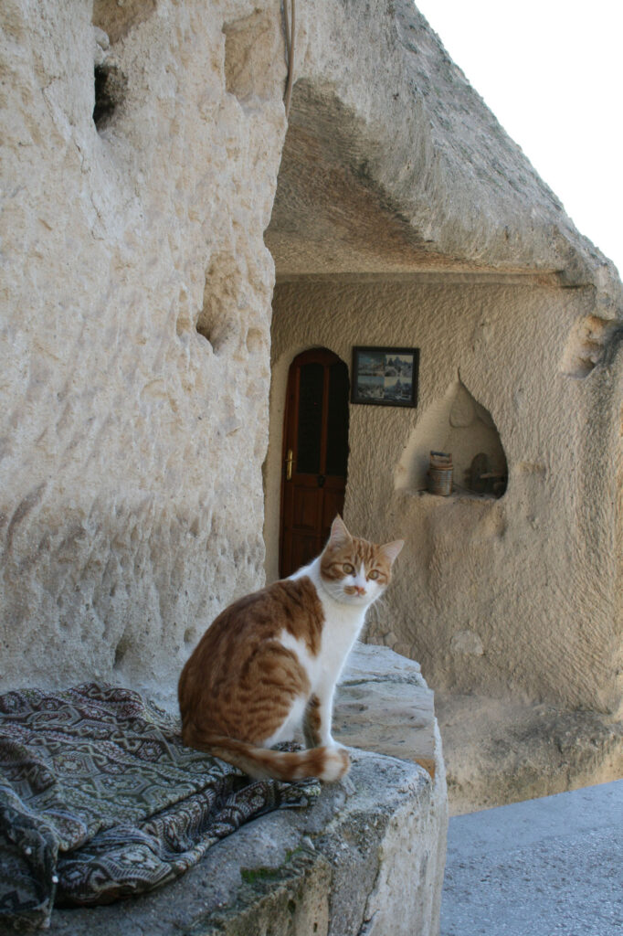 A welcoming cat at the cave hotel.