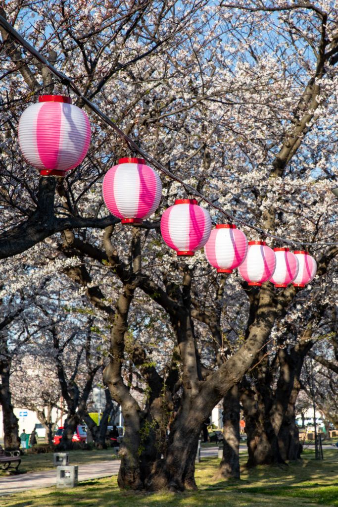 Pink and white lanterns are popular festival lights during the Japan cherry blossom season.