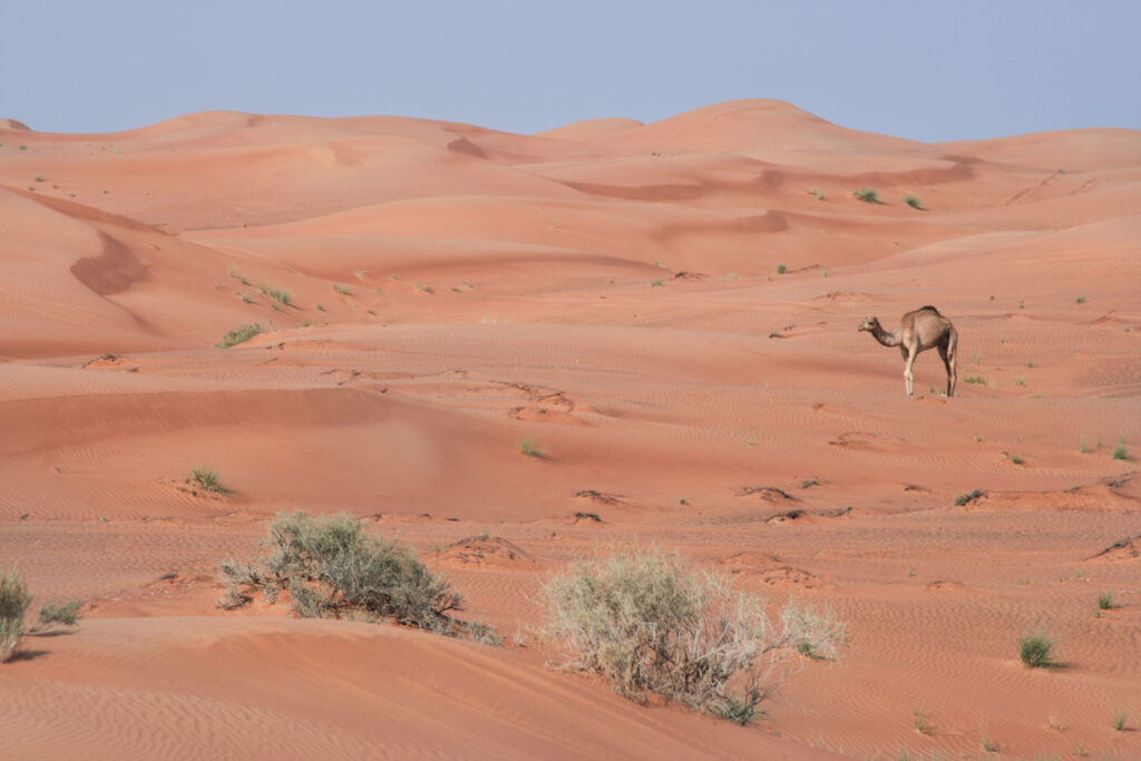 A lone camel in the sand dunes near Dubai in the UAE.