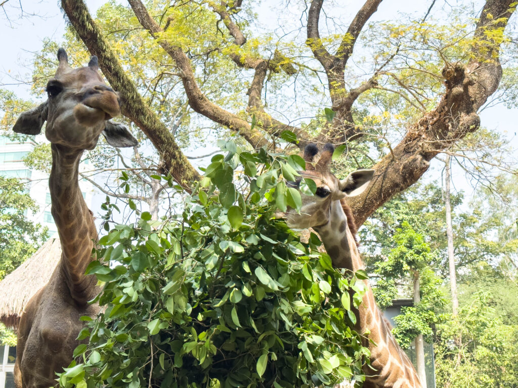 Giraffes eating lunch at the Saigon Zoo, one of the many things to do in HCMC.