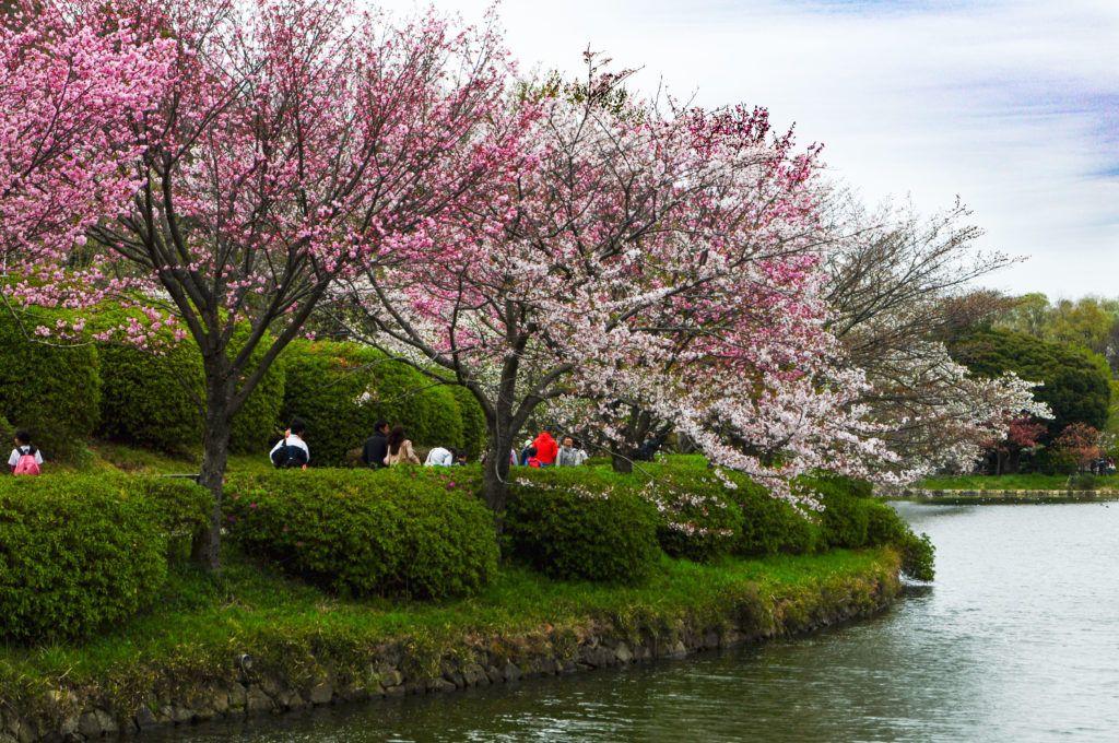 Sankeien Garden in Yokohama has beautiful cherry blossom watching by the water.