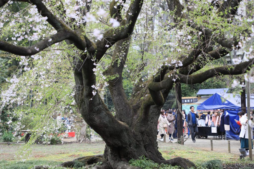 A revered and famous cherry tree in Tokyo with the souvenir booths set up behind it during their Japanese cherry blossom festival.