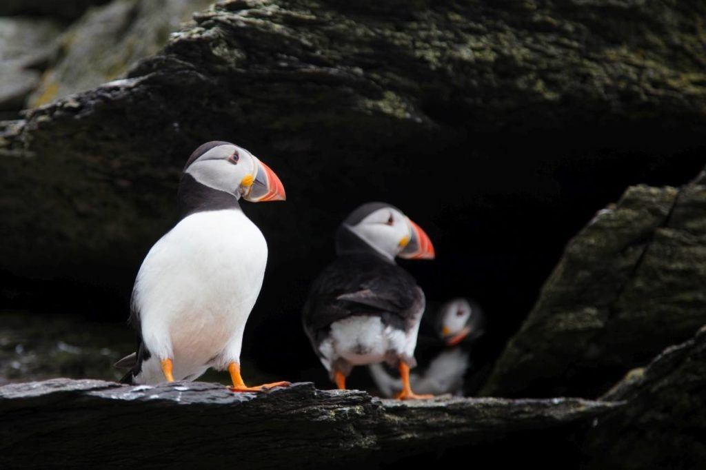 Incredible closeups of puffins are possible on Skellig Michael.