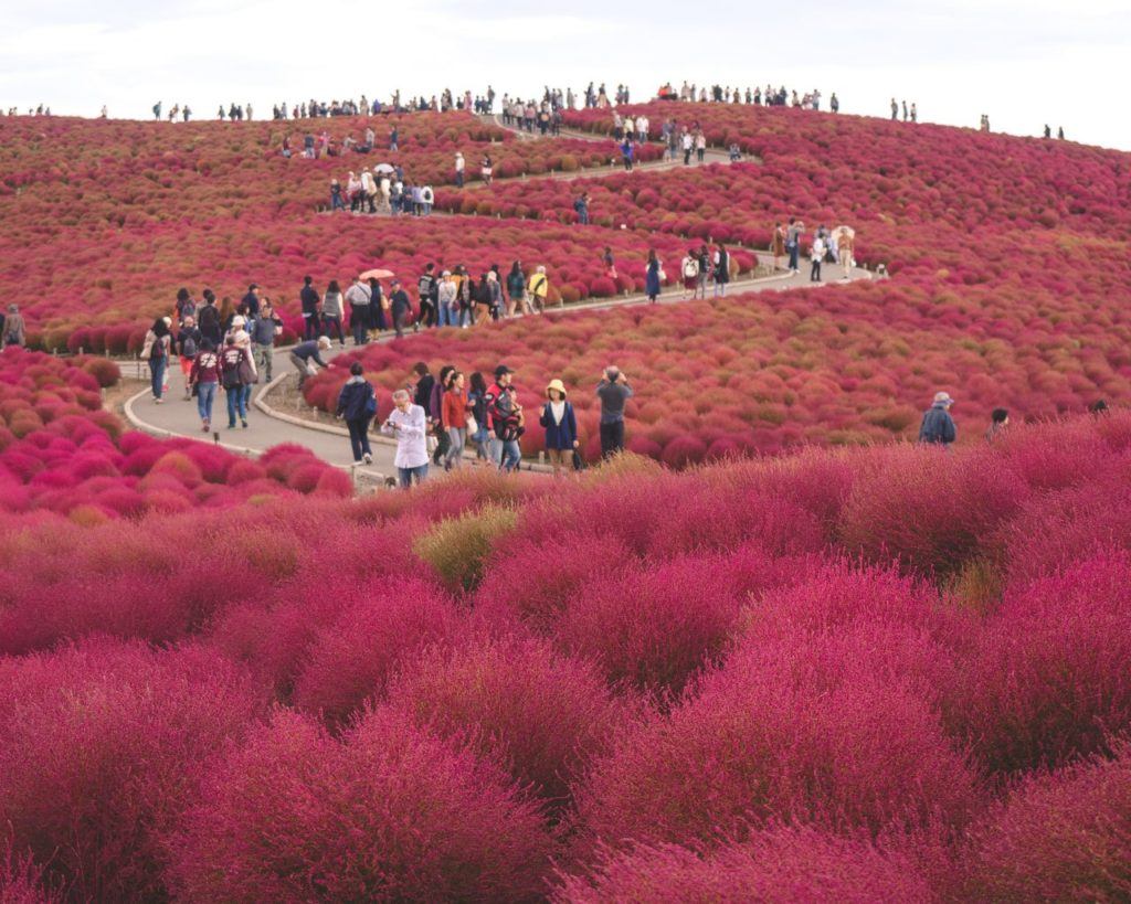 Places to visit in Japan in autumn include Kochia Viewing at Hitachi Seaside Park.
