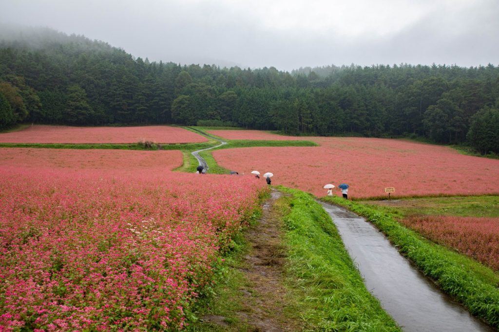 Autumn in Japan sees the fields of red buckwheat bloom in Minowa.