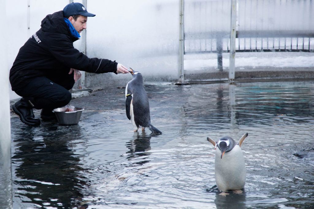 A man feeds the Penguins at the Bergen Aquarium. Add visiting the aquarium to your list of things to do in Bergen in winter.