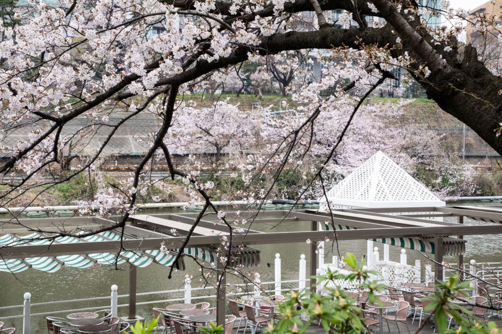 Outdoor restaurant seating is very popular during Japan's cherry blossom season.