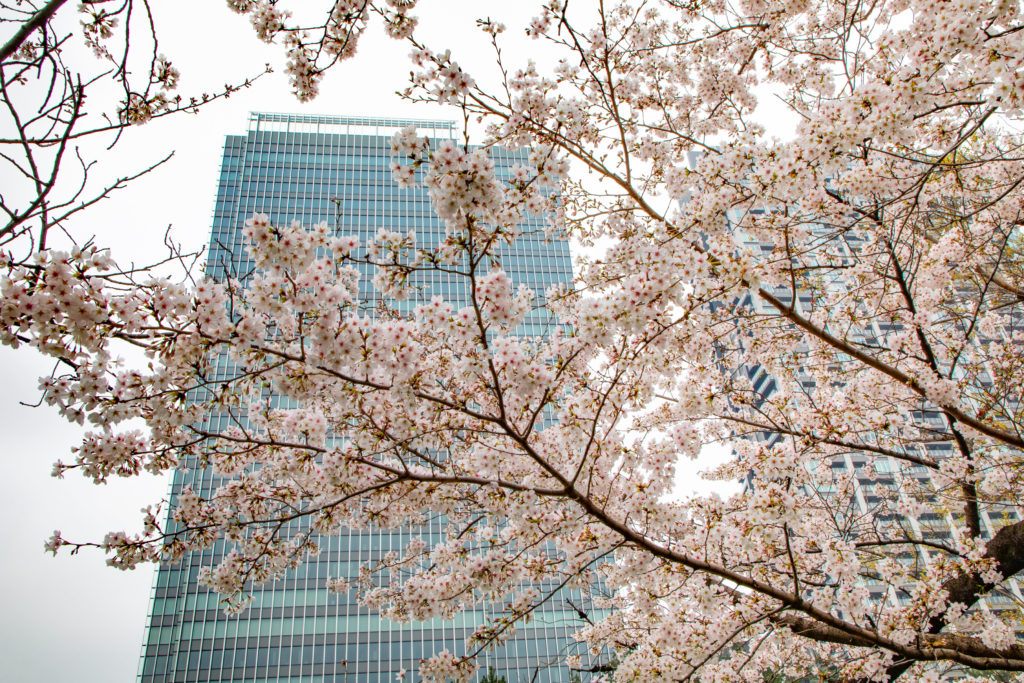 Hanami season in Tokyo.