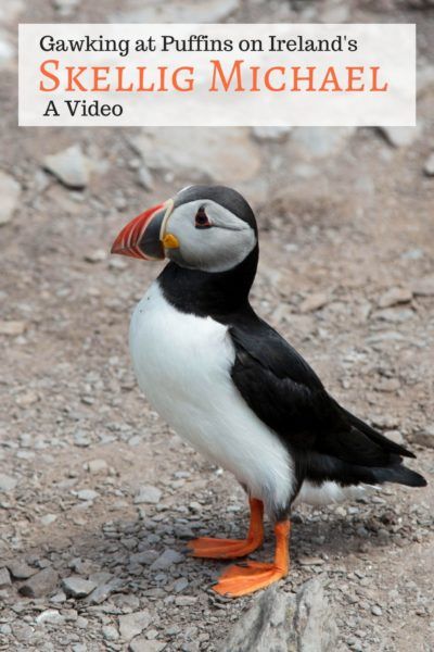 A colorful puffin in full plumage splendor on Skellig Michael.