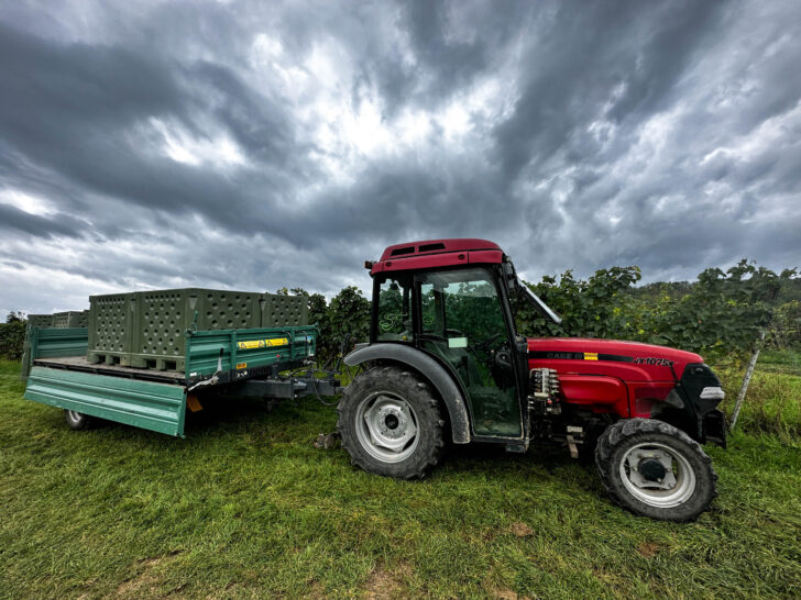 Six crates of fresh grapes ready to go to the press.