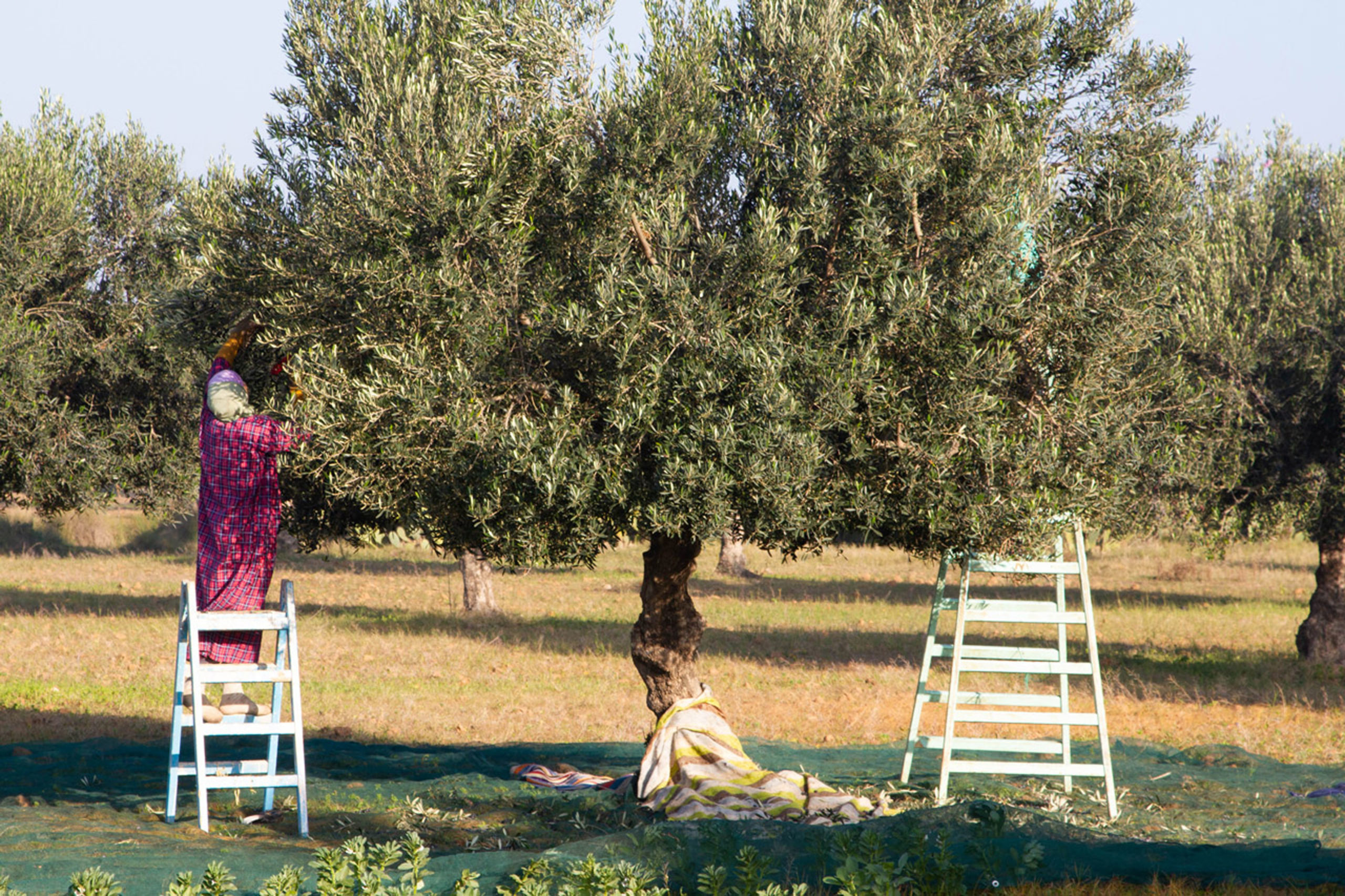 Olives abound in Tunisia, and it's not uncommon to see people picking them as you drive through the countryside.