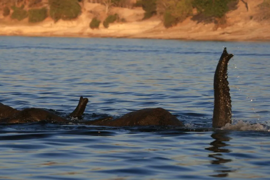 Two elephants snorkeling across the Chobe River.