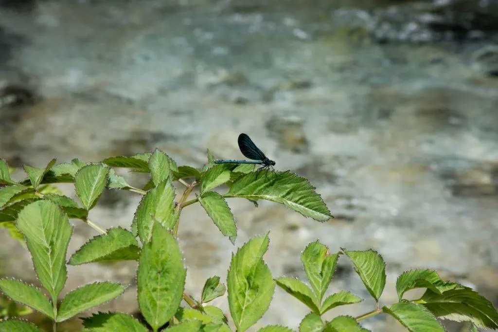 Stunning blue dragonflies were everywhere at the Blue Eye.