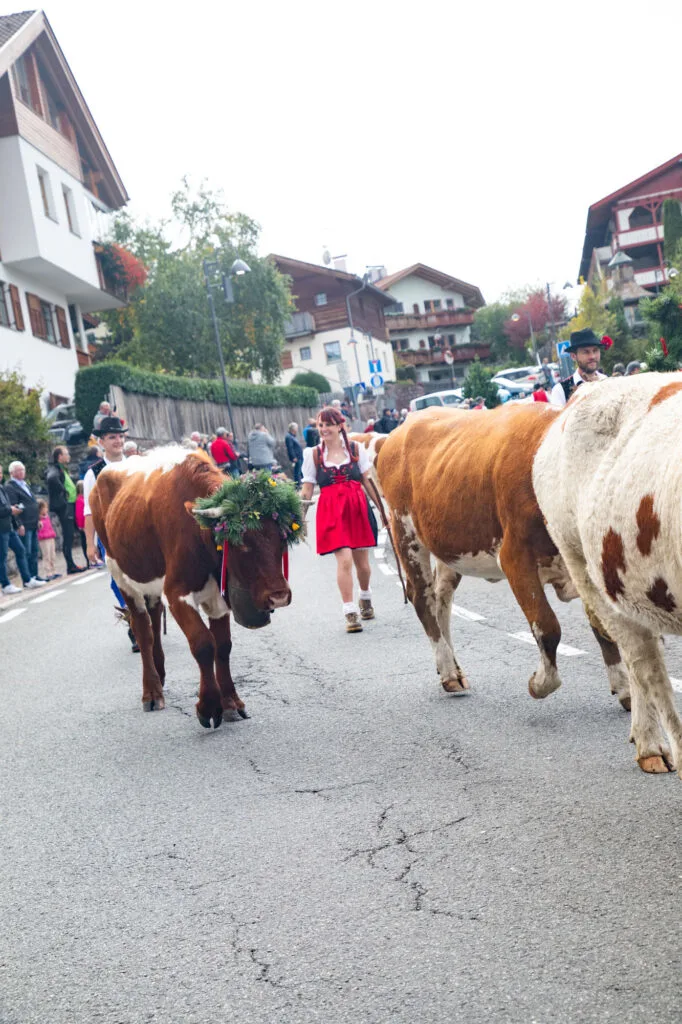 Cow festival parade.