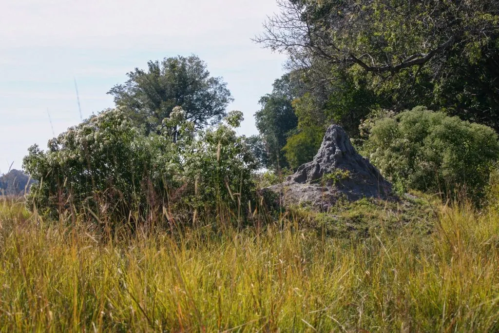 A huge anthill on a very small island in the Okavango Delta.