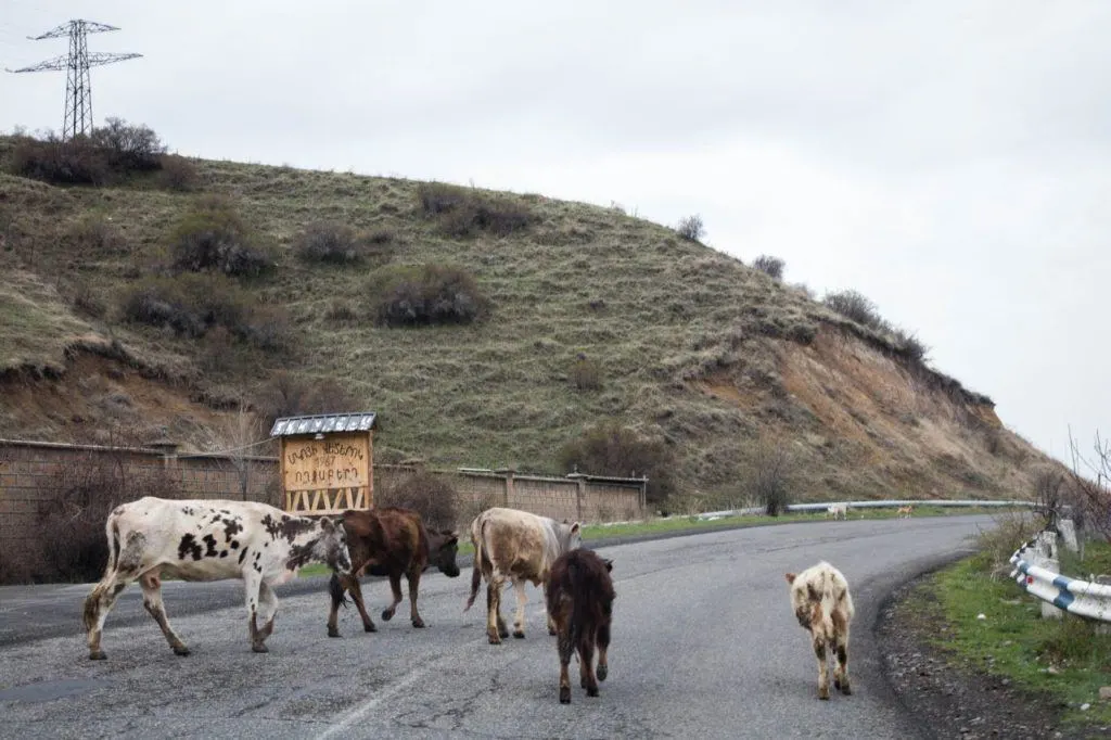 Some road hazards include animals on the road at all times.
