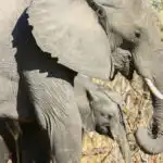 Botswana elephants, an African safari must see.