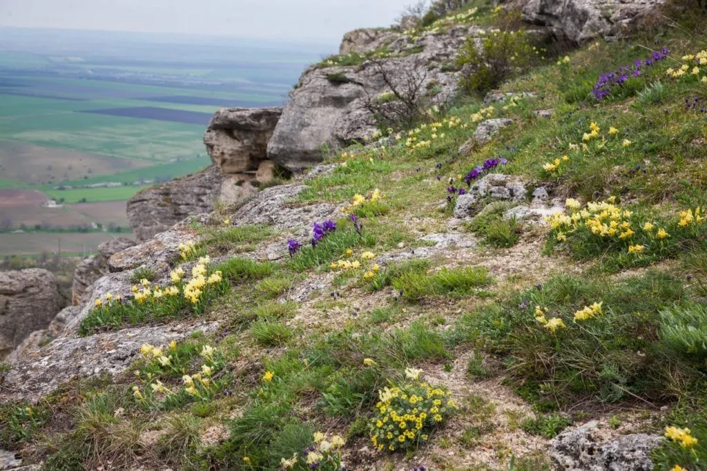 Flowers in the Bulgarian countryside. 