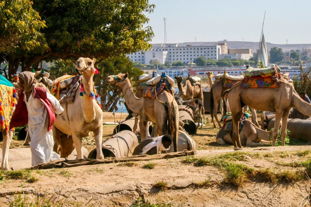 Camels lined up to take riders through the desert. Riding a camel is one of the must-do activities in Egypt.