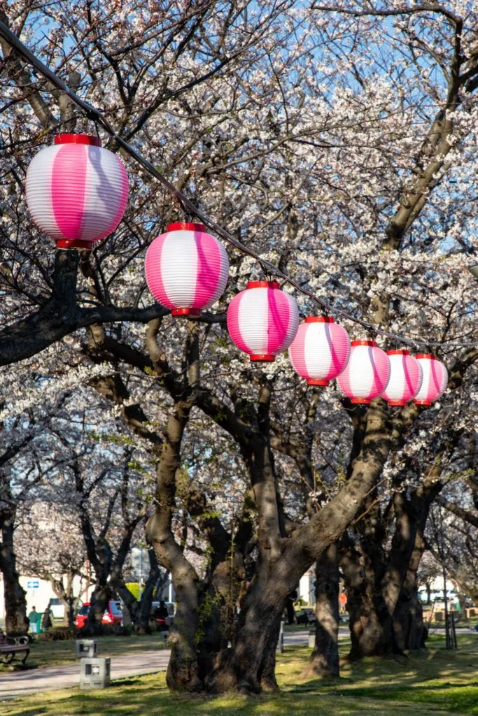 Pink and white lanterns are popular festival lights during the Japan cherry blossom season.