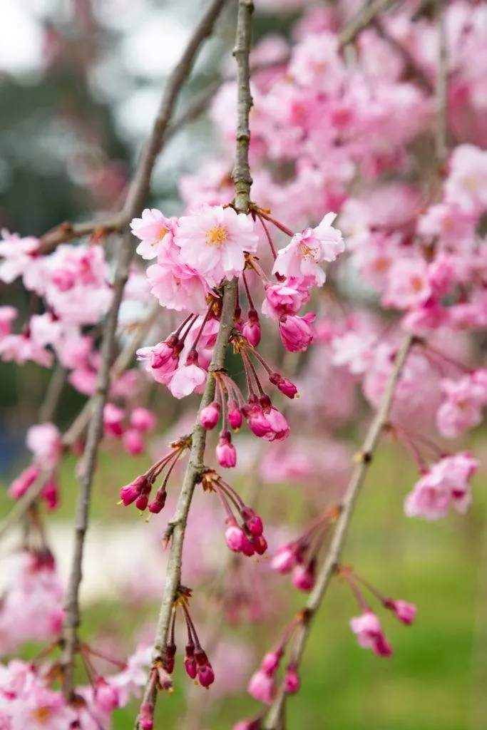 Weeping cherry blossoms are some of the prettiest in Japan.