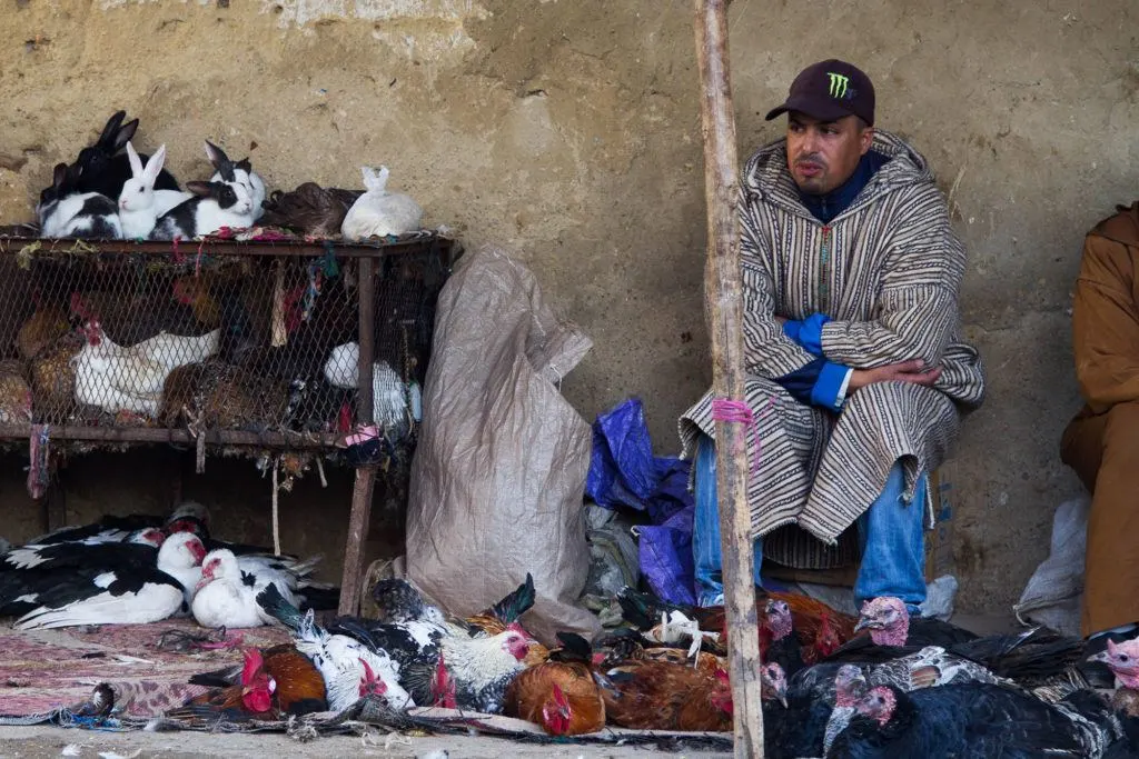Rabbits for sale for food in Fez.