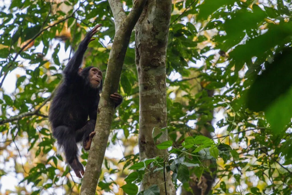 A baby chimpanzee climbs a tree on our Uganda Self Drive tour.