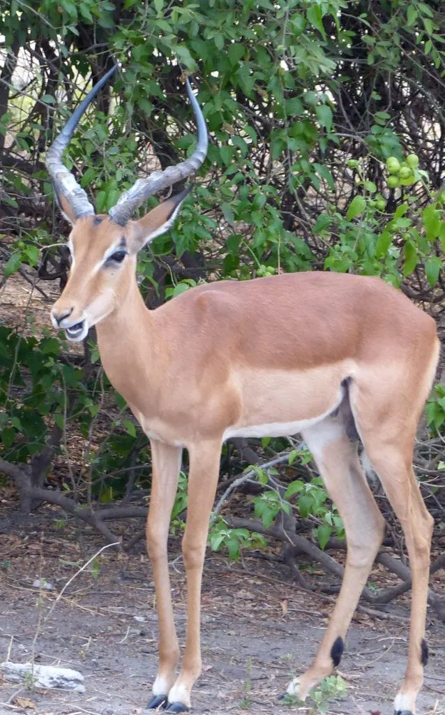An Impala in Chobe National Park, Botswana.