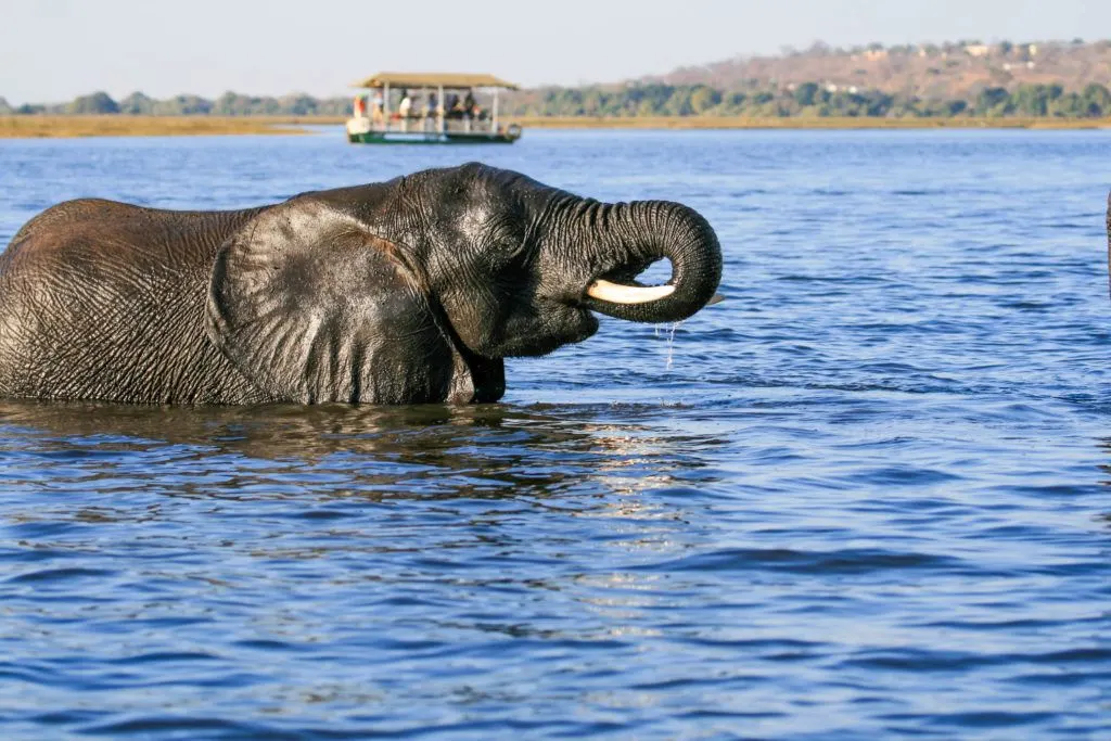 Chober river cruise boat on the other side of the elephant that was swimming across the river.