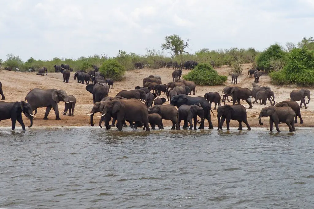 A few of the hundreds of elephants on the Chobe River.
