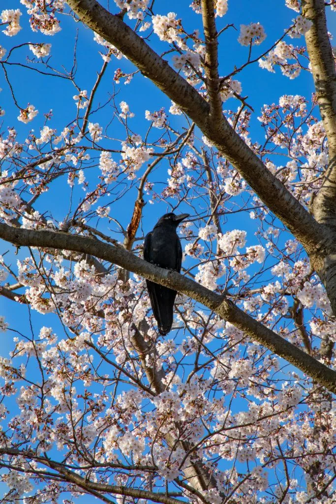 Even the birds love a good cherry tree during a Japanese cherry blossom festival.