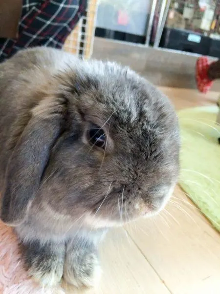 Fluffy gray rabbit.
