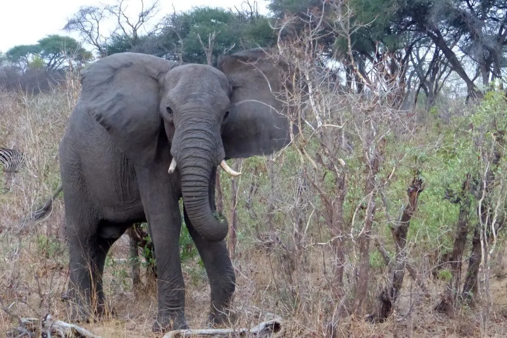 Elephant seen while we were on a safari game drive, the best part of Africa travel.