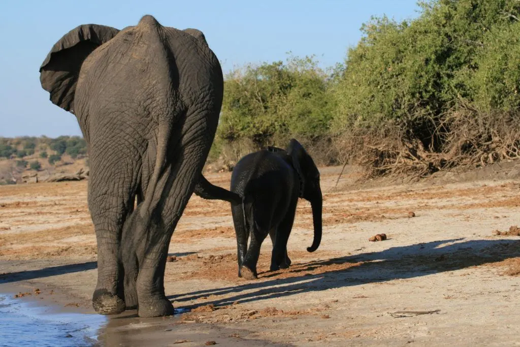 Elder and baby elephant climb out of the Chobe River.