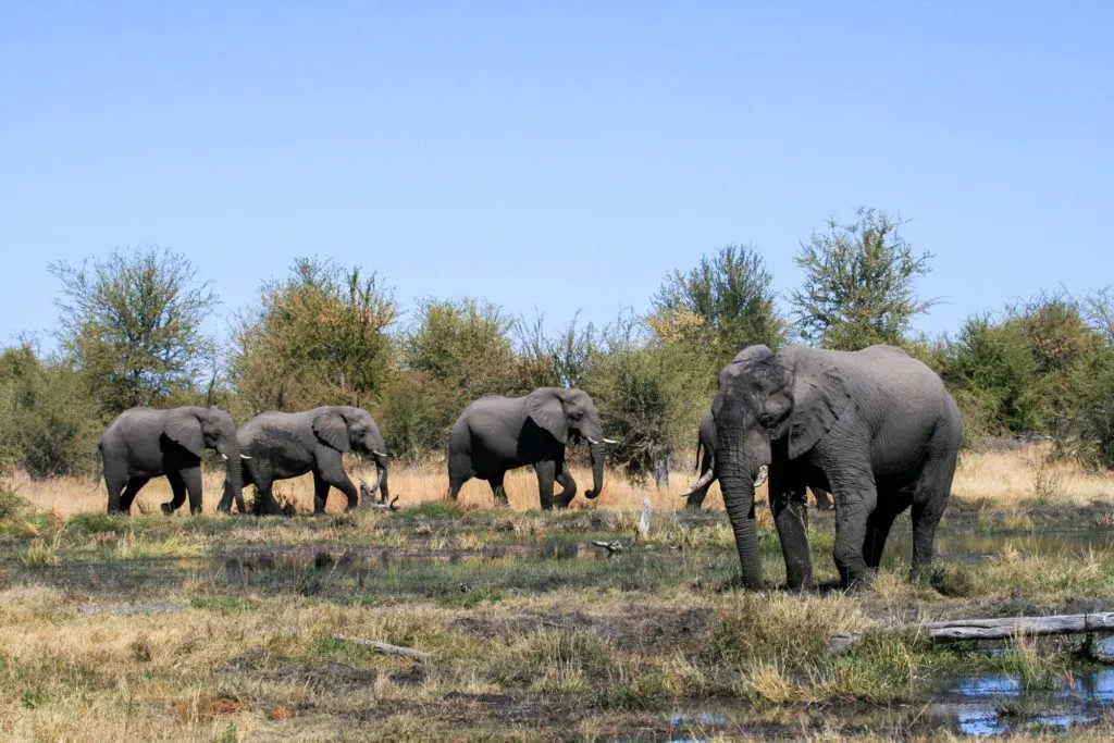 Elephants walking through a swampy, brushy area in the Moremi Game Reserve.