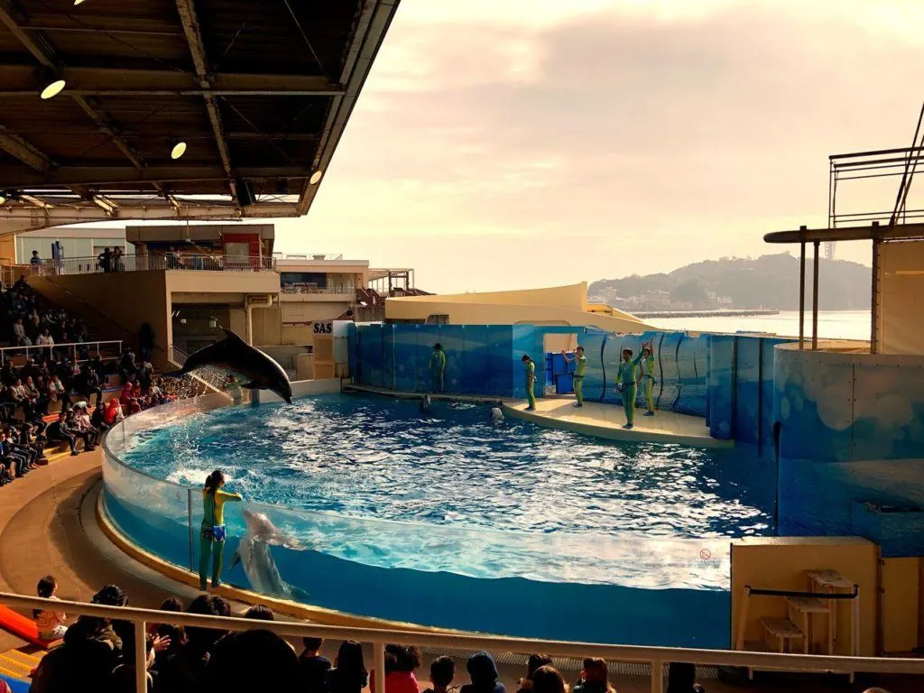 Enoshima Aquarium dolphin show.
