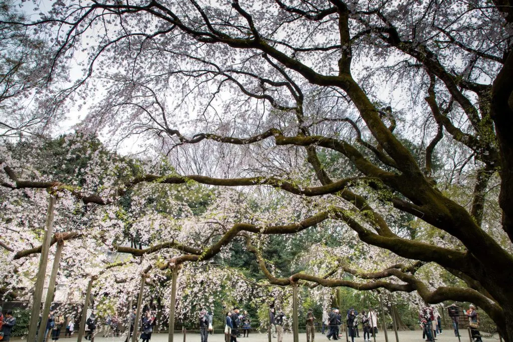 This is a famous cherry tree in Tokyo at the Rikugi Garden.