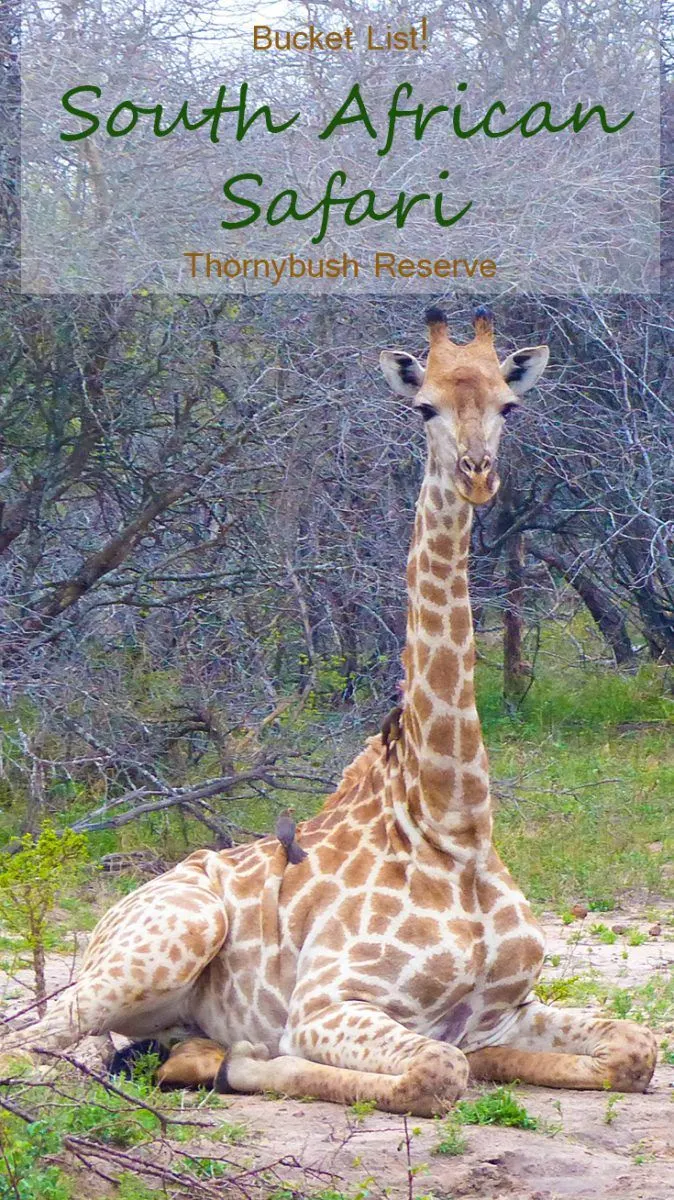 Chasing the Big 5 animals in South Africa at Thornybush Game Reserve.