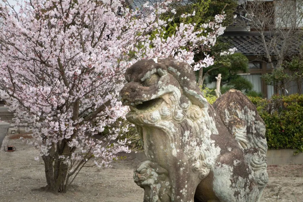 A temple guardian dog also enjoys Japanese cherry blossoms.
