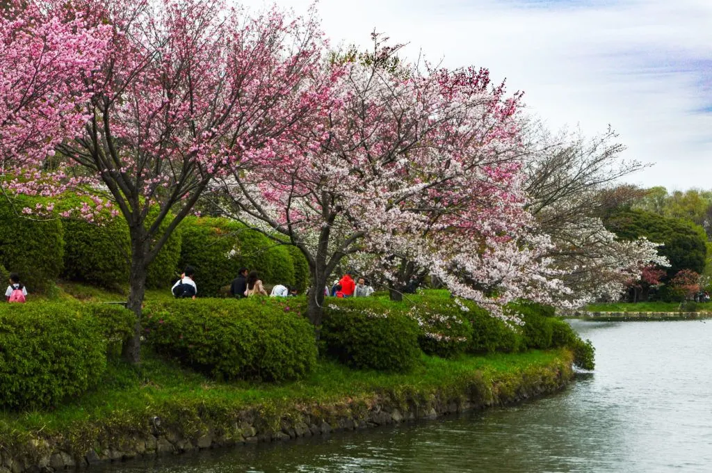 Sankeien Garden in Yokohama has beautiful cherry blossom watching by the water.