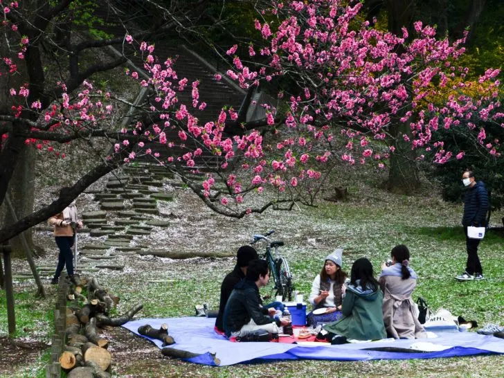 Hanami picnics are popular under the beautiful cherry blossoms.