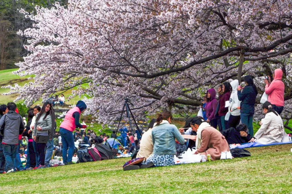 When having a hanami picnic, try to get as close as possible to the cherry blossom tree, in Japan.