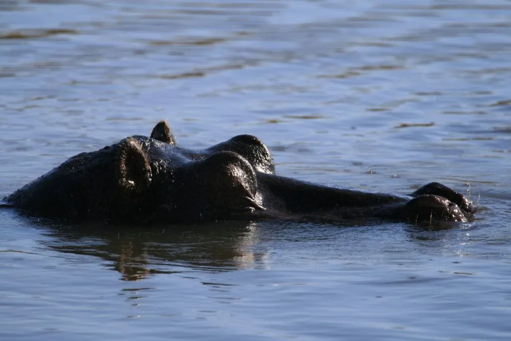 Really close-up view of a hippo with just the top of its head above water.